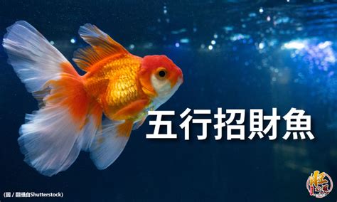 招財魚有哪些|【招財風水魚】養招財風水魚秘笈！五行配對、顏色挑選、種類詳。